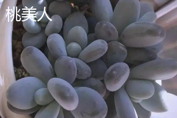 桃之卵与桃美人的区别,种属和花梗均不同