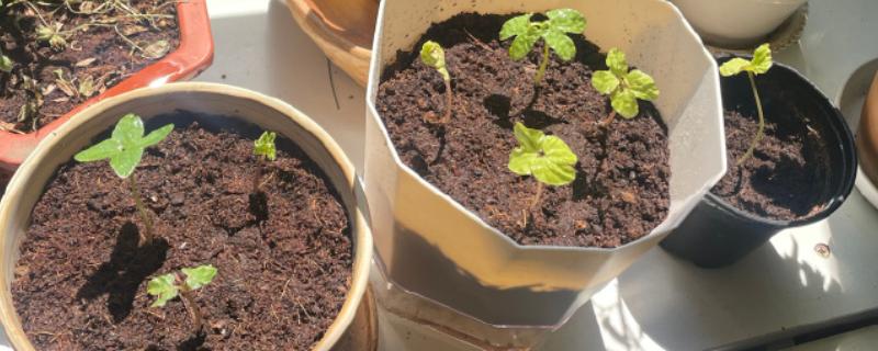 牵牛花种子的种植方法，可选择在每年春季进行