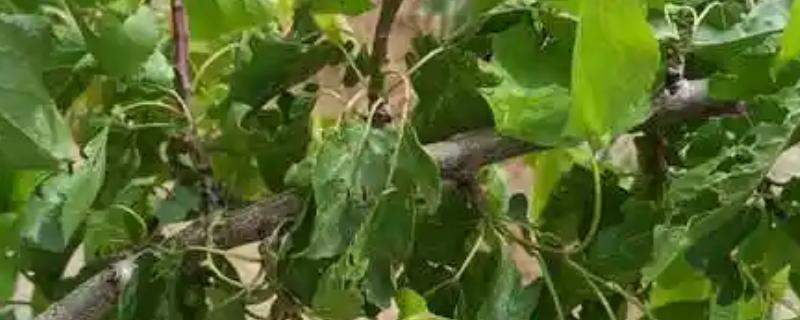 杏树炭疽病的发病规律，高温多雨天气会发病严重