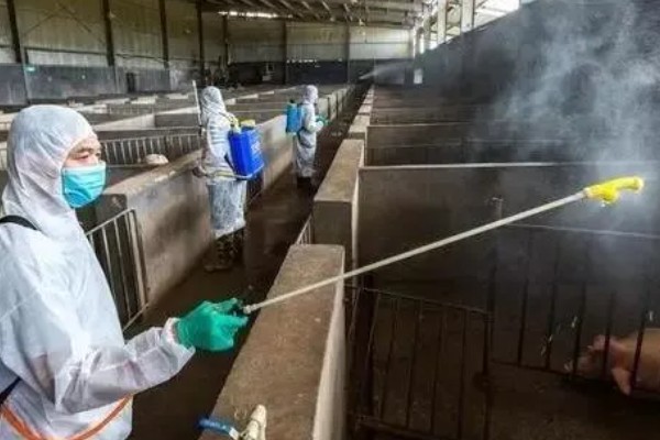 500头猪场用几亩地,取决于猪的构成比例