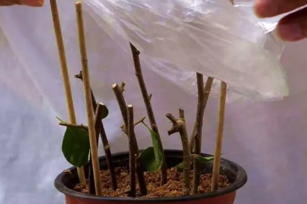 龙眼的播种方法,发芽期间把温度保持在20-30℃