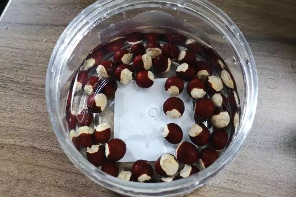 龙眼的播种方法,发芽期间把温度保持在20-30℃