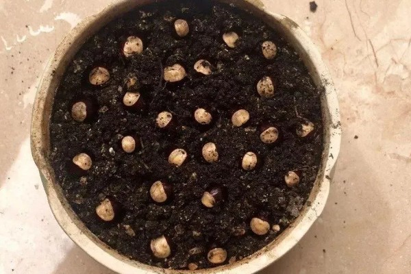 龙眼的播种方法,发芽期间把温度保持在20-30℃