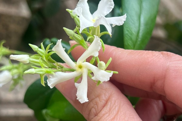 风车茉莉是否耐寒,具有一定的抗寒能力