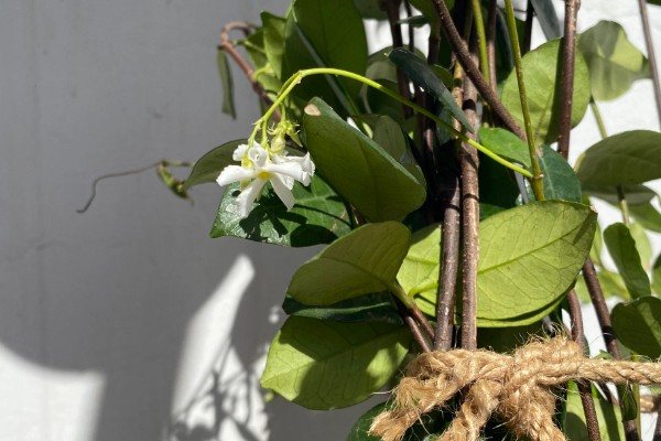 风车茉莉是否耐寒,具有一定的抗寒能力