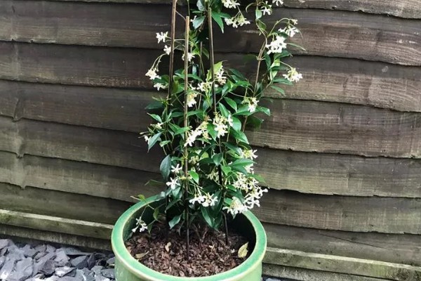 风车茉莉是否耐寒，具有一定的抗寒能力