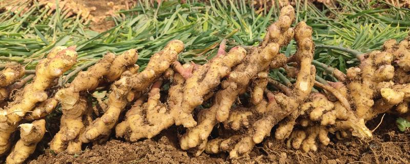 生姜怎么繁殖，可块茎繁殖、分株繁殖等