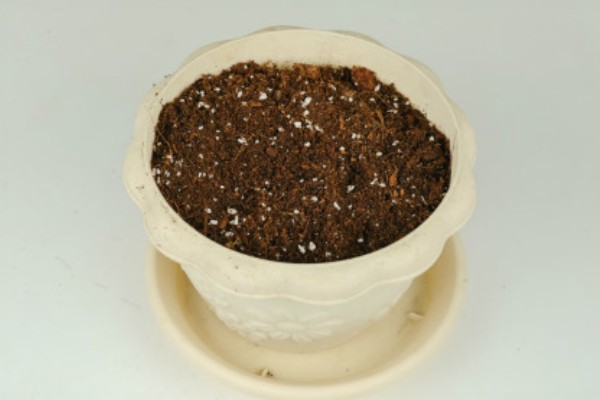 牵牛花种子的种植方法，可选择在每年春季进行