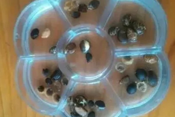 牵牛花种子的种植方法，可选择在每年春季进行
