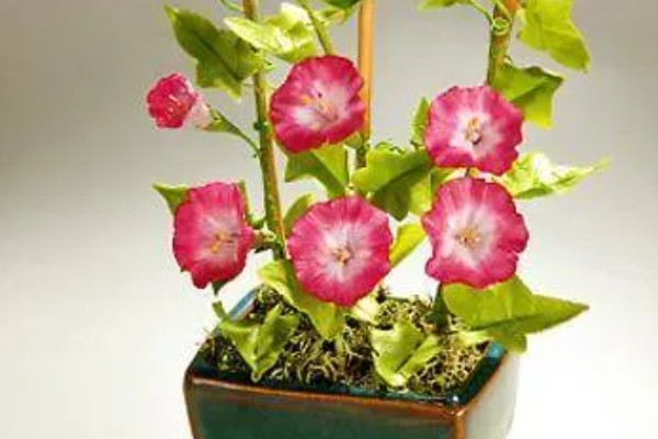 牵牛花种子的种植方法，可选择在每年春季进行