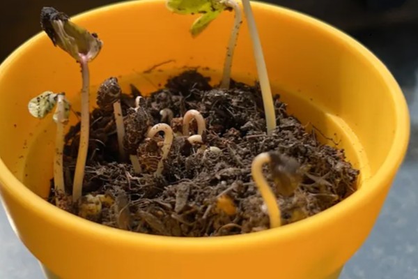 牵牛花种子的种植方法，可选择在每年春季进行