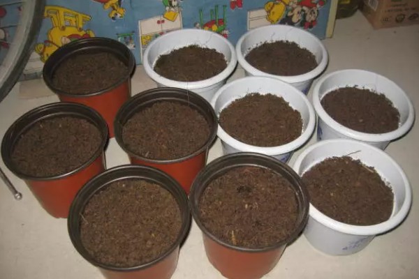 牵牛花种子的种植方法，可选择在每年春季进行