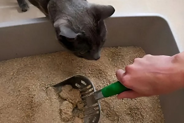 为什么猫不使用猫砂盆了，可能是猫砂太脏了