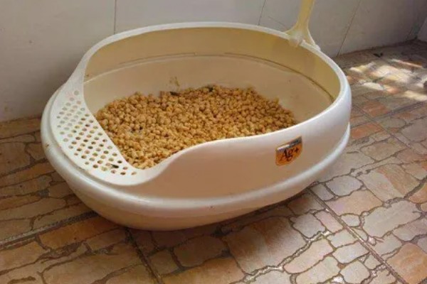 为什么猫不使用猫砂盆了，可能是猫砂太脏了