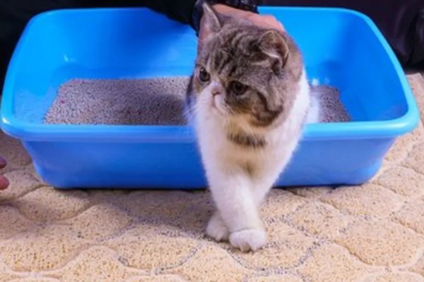 为什么猫不使用猫砂盆了，可能是猫砂太脏了