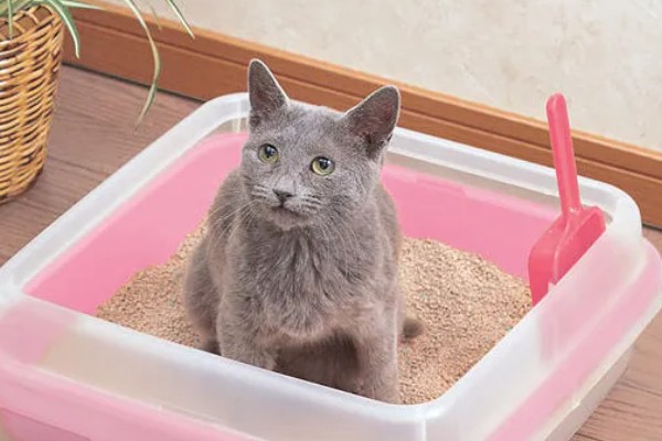 为什么猫不使用猫砂盆了，可能是猫砂太脏了
