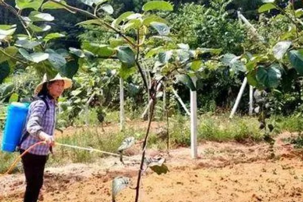 猕猴桃为何叶子干边，主要是缺镁、高温干旱所致
