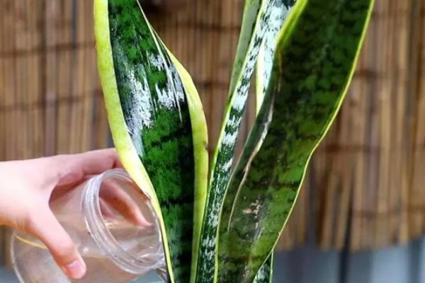 虎皮兰移栽后要浇水吗,干燥的话需要浇水
