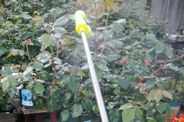 甲基托布津有什么作用，可以防治麦类黑穗病、菜豆灰霉病等病害