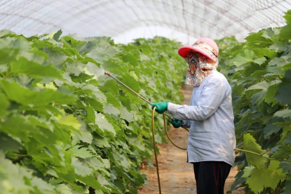 甲基托布津有什么作用，可以防治麦类黑穗病、菜豆灰霉病等病害