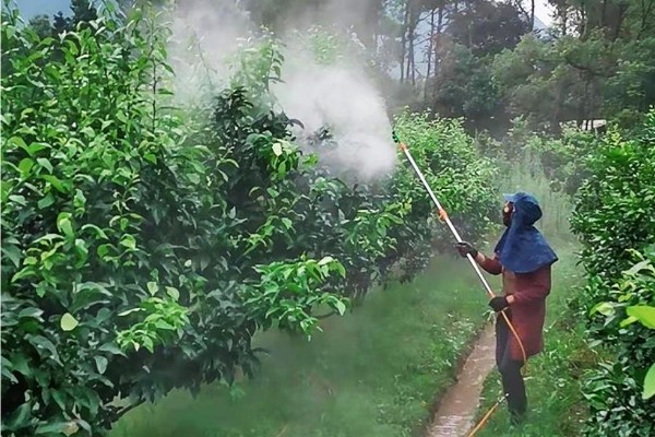 甲基托布津有什么作用，可以防治麦类黑穗病、菜豆灰霉病等病害