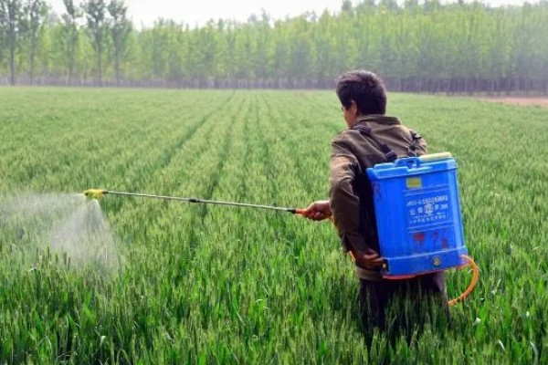 甲基托布津有什么作用，可以防治麦类黑穗病、菜豆灰霉病等病害