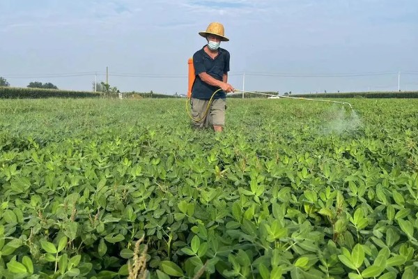 甲基托布津有什么作用，可以防治麦类黑穗病、菜豆灰霉病等病害
