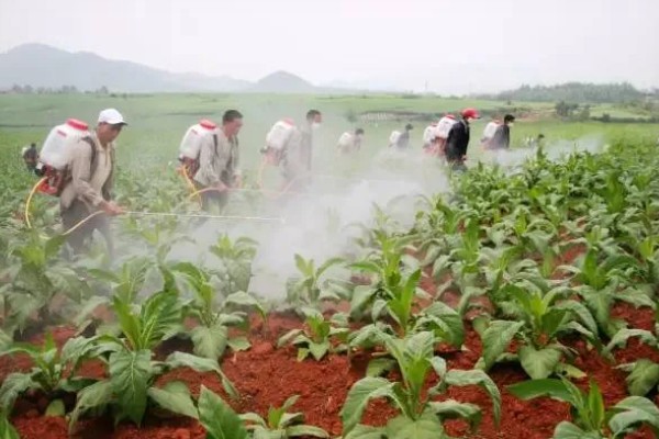 甲基托布津有什么作用，可以防治麦类黑穗病、菜豆灰霉病等病害