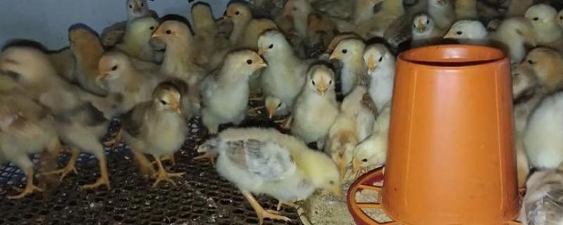 小鸡孵化后怎么养，需保持适宜的温度