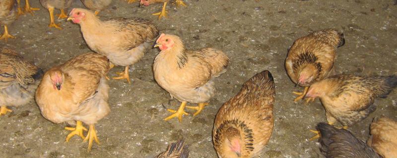 散养鸡一天喂一次行不行，小鸡转入中鸡时一天喂一次定量饲料