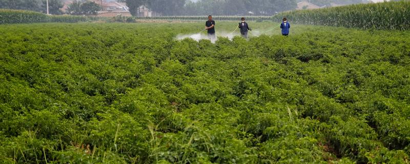 高温季节如何合理使用农药，要适当降低药剂的浓度