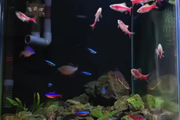鱼缸要贴黑色背景的原因，方便观赏