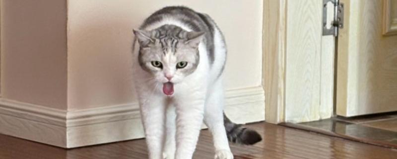 猫咪吐毛球是正常的吗，一个月只吐1-2个毛球正常