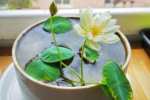 睡莲倒灌水的技巧,要尽可能沿着花盆的边缘倒入
