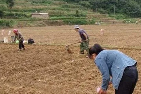 生姜怎么繁殖,可块茎繁殖、分株繁殖等