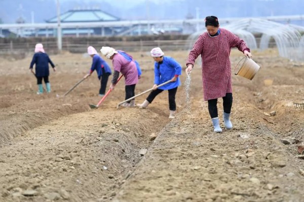 生姜怎么繁殖,可块茎繁殖、分株繁殖等