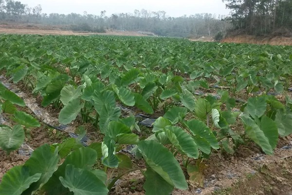 香芋的产地,主产于广西、湖南、福建等省份