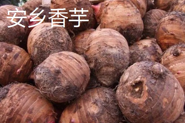 香芋的产地,主产于广西、湖南、福建等省份
