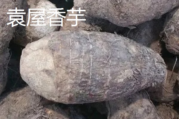 香芋的产地,主产于广西、湖南、福建等省份