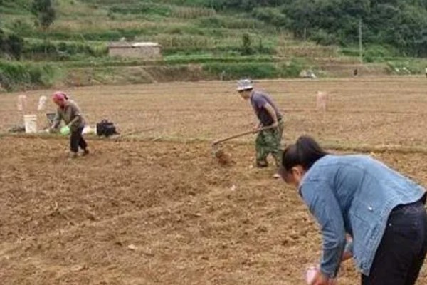 香芋的产地,主产于广西、湖南、福建等省份