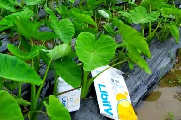 香芋的产地,主产于广西、湖南、福建等省份