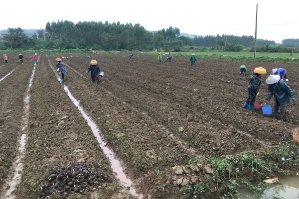 香芋的产地,主产于广西、湖南、福建等省份