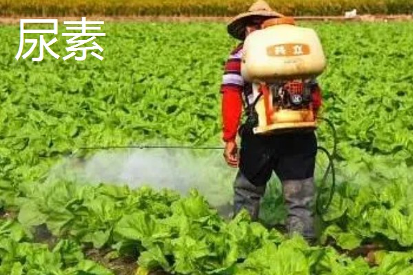 种菜用尿素肥还是复合肥,可以使用尿素肥也可以使用复合肥