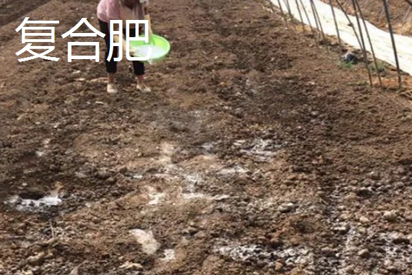 种菜用尿素肥还是复合肥,可以使用尿素肥也可以使用复合肥