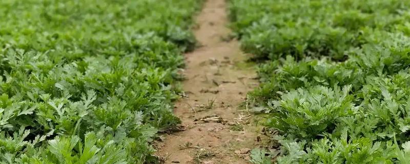 香菜病害怎么防治，发生叶斑病可喷洒百菌清等药剂