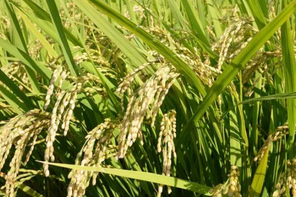 E两优荆农丝苗水稻种子特点,5月中旬-6月初播种
