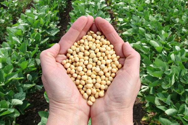 黔豆18(区试名称:黔豆2201)大豆种子简介,亩密度1.67-2.1万株