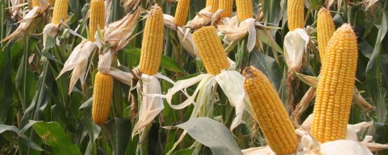 ZX205玉米种子特点，注意防治病虫害