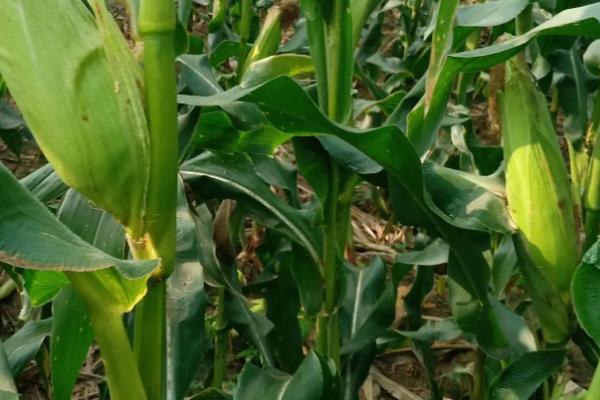 天丞禾966玉米种子特征特性，每亩适宜密度5000株