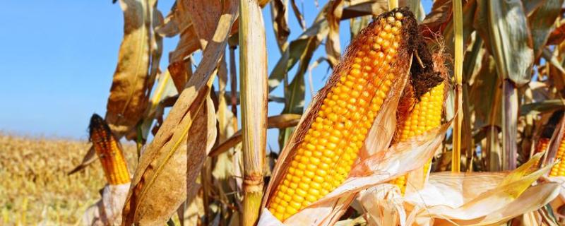 榆玉21玉米种子特点，每亩适宜密度5500株